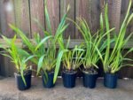 Cymbidium Terrapin Flyer #2 x Portuguese Passion ‘Tudor Snow’ (5" pot) - Image 2