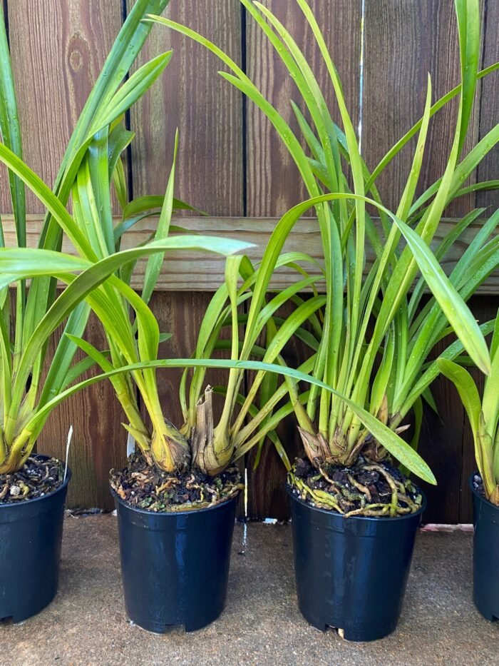Cymbidium Terrapin Flyer #2 x Portuguese Passion ‘Tudor Snow’ (5" pot) - Image 5