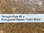Cymbidium Terrapin Flyer #2 x Portuguese Passion ‘Tudor Snow’ (5" pot) - Image 7