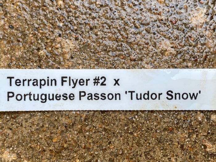 Cymbidium Terrapin Flyer #2 x Portuguese Passion ‘Tudor Snow’ (5" pot) - Image 7