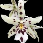 Beallara Snowblind ‘Sweet Spot’ (BS 3.5” pot)