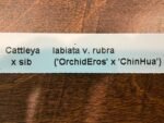 IN BUD Cattleya labiata v. rubra x sib (‘Orchid Eros’ x ‘Ching Hua’) (5” pot) - Image 6