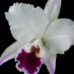 Cattleya labiata semi-alba ‘Orchid Eros’ x ‘September Mist’ (3.5” pot)