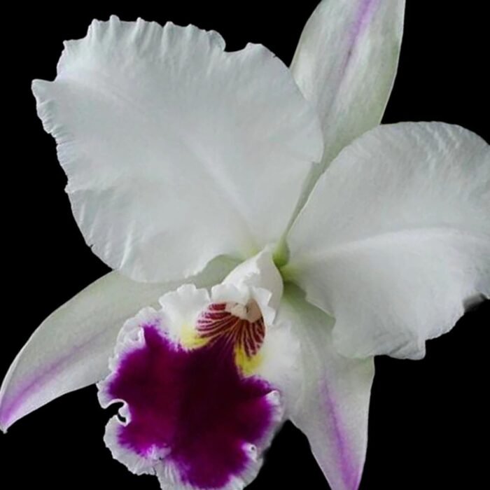 Cattleya labiata semi-alba ‘Orchid Eros’ x ‘September Mist’ (3.5” pot) - Image 1