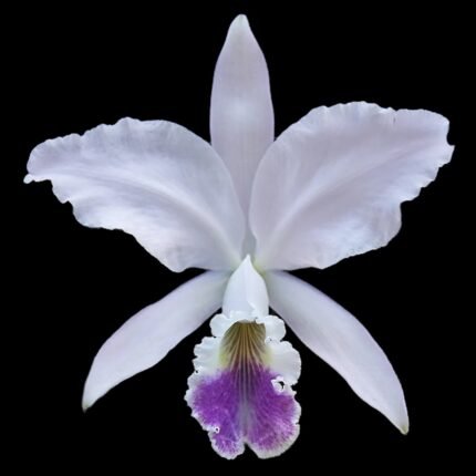 Cattleya labiata amnesiana ‘Canaima’s Select’ x labiata coerulea ‘Azul’ (3.5” pot)