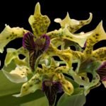 7-8 SPIKES - Dendrobium Little Norman (Little Astro x normanbyense) (3.5” pot)