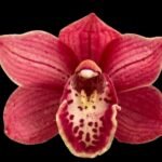 Cymbidium Warmly Passionate x Cymbidium Cumberland Blues (5" pot)