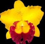 Rlc. Thaksina Gold #3 (2.5" Pot)