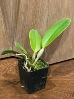 Rlc. Thaksina Gold #3 (2.5" Pot) - Image 3