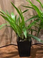 Zygopetalum Triste x sib (3.5” Pot) - Image 3