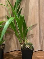 Zygopetalum Triste x sib (3.5” Pot) - Image 5