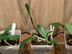 Cattleya Peckhaviensis x Cattleya Landate (3.5” Pot) - Image 6