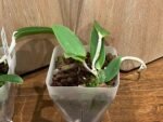 Cattleya Peckhaviensis x Cattleya Landate (3.5” Pot) - Image 7