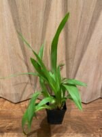 Odontocidium Everglades Elegance ‘Nancy Lee’ HCC/AOS Blooming Size (3.5” Pot) - Image 5