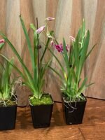 IN SPIKE - Miltoniopsis Morris Chestnut 'H171’ (3.5" pot) - Image 5