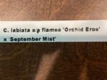 Cattleya labiata semi-alba flamea ‘Orchid Eros’ x ‘September Mist’ (3.5” pot) - Image 6