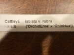 Cattleya labiata v. rubra x sib (‘Orchid Eros’ x ‘Ching Hua’) (5” pot) - Image 6