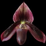 Paph. Avenue Azhar x Satchel’s Legend AM/AOS (2” pot)