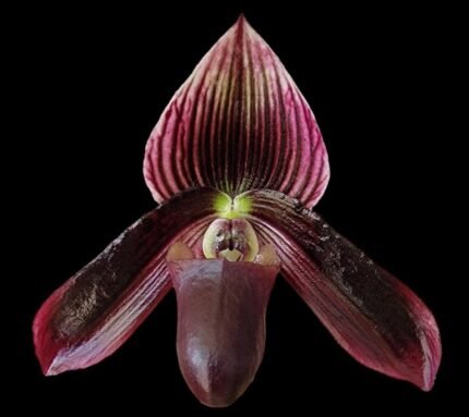 Paph. Avenue Azhar x Satchel’s Legend AM/AOS (2” pot)