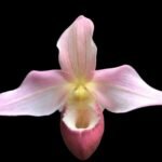 In Spike/ Bud  - Phrag. Cape Sunset (4.5" pot)