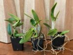 Eplc. Volcano Trick ‘Red Lava’(Lc. Trick or Treat x Epi. stamfordianum) (3.5” Pot) - Image 2