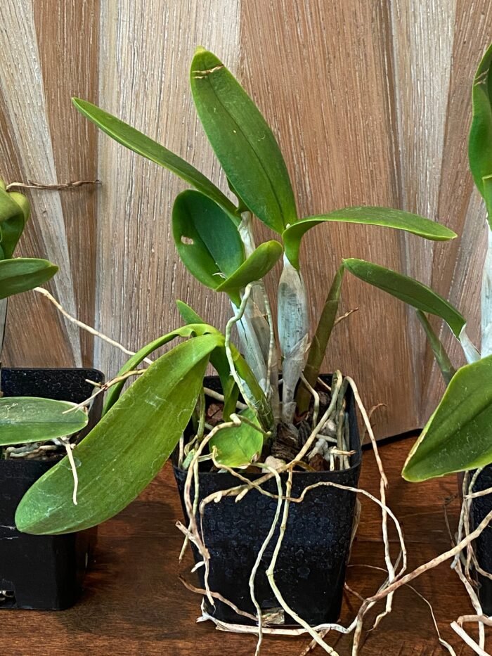 Eplc. Volcano Trick ‘Red Lava’(Lc. Trick or Treat x Epi. stamfordianum) (3.5” Pot) - Image 5