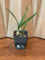 Encyclia adenocaula x sib (3.5” pot) - Image 2