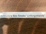 In Spike Arthurara Sea Snake ‘Unforgettable’ (3.5” pot) - Image 10