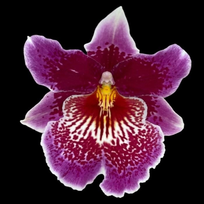 Odontonia Memoria Martin Orenstein ‘Lulu’ (3.5" pot) - Image 1