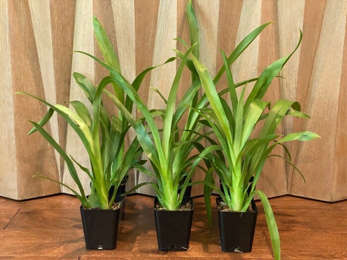 Odontonia Memoria Martin Orenstein ‘Lulu’ (3.5" pot) - Image 2
