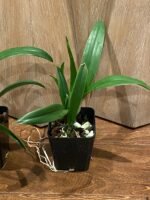 Fragrant - Eplc. Golden Sunburst (3.5” pot) - Image 5