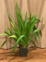 Wilsonara Pacific Passage ‘Handsome’ (3.5” pot) - Image 2