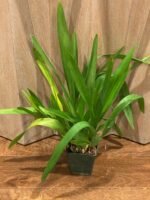 Wilsonara Pacific Passage ‘Handsome’ (3.5” pot) - Image 3