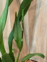 IN SPIKE - Alcra. Pacific Nova ‘Okika’ (3.5” pot) - Image 2