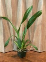 IN SPIKE - Alcra. Pacific Nova ‘Okika’ (3.5” pot) - Image 3