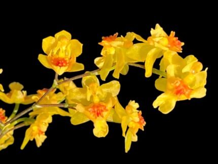Mini Oncidium Twinkle ‘Oro’ (3.5” pot)
