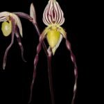 IN SPIKE Paphiopedilum phillipinense (‘Tokyo Dark’ x ‘Taiwan Twister’) (3.5” pot)