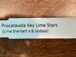 SALE Procavatola Key Lime Stars (Lime Sherbert x B. nodosa) (3.5" pot) - Image 10