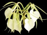 Brassavola Little Stars (3.5" pot)
