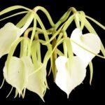 Brassavola Little Stars (3.5" pot)