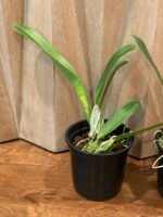 FRAGRANT- Cattleya Cattleya Earl ‘Imperialis’ × Mishima Pearl ‘Blumen Insel  (5” pot) - Image 4