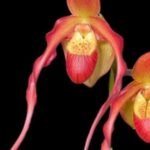 Blooming Size - Phrag. Acker’s Fu Manchu (Twilight x caudatum) (4.5" pot)