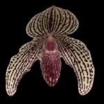 Paph. Chonsuke Atsuji (3.5” pot)