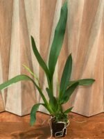 DOUBLE SPIKES - Oncidium Lost Tag (3.5” pot) - Image 2
