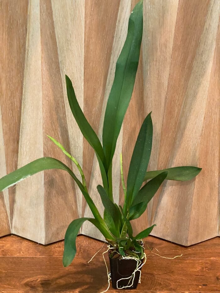 DOUBLE SPIKES - Oncidium Lost Tag (3.5” pot) - Image 2