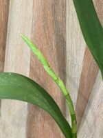 DOUBLE SPIKES - Oncidium Lost Tag (3.5” pot) - Image 3