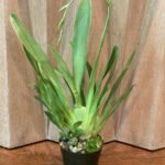 IN SPIKE - Miltoniopsis Maui Passion ‘Love Lace’ x William Hammel ‘Rising Sun’ (4” pot)