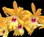 Eplc. Jackie Bright ‘Hilo Stars’ (Lc. Gold Digger x Epi. randii) (4” pot) - Image 2