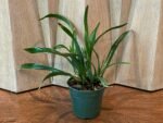 Eplc. Jackie Bright ‘Hilo Stars’ (Lc. Gold Digger x Epi. randii) (4” pot) - Image 3