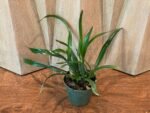 Eplc. Jackie Bright ‘Hilo Stars’ (Lc. Gold Digger x Epi. randii) (4” pot) - Image 4